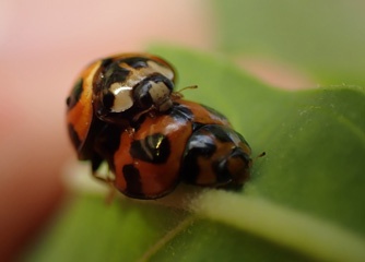 P2063603a.jpg